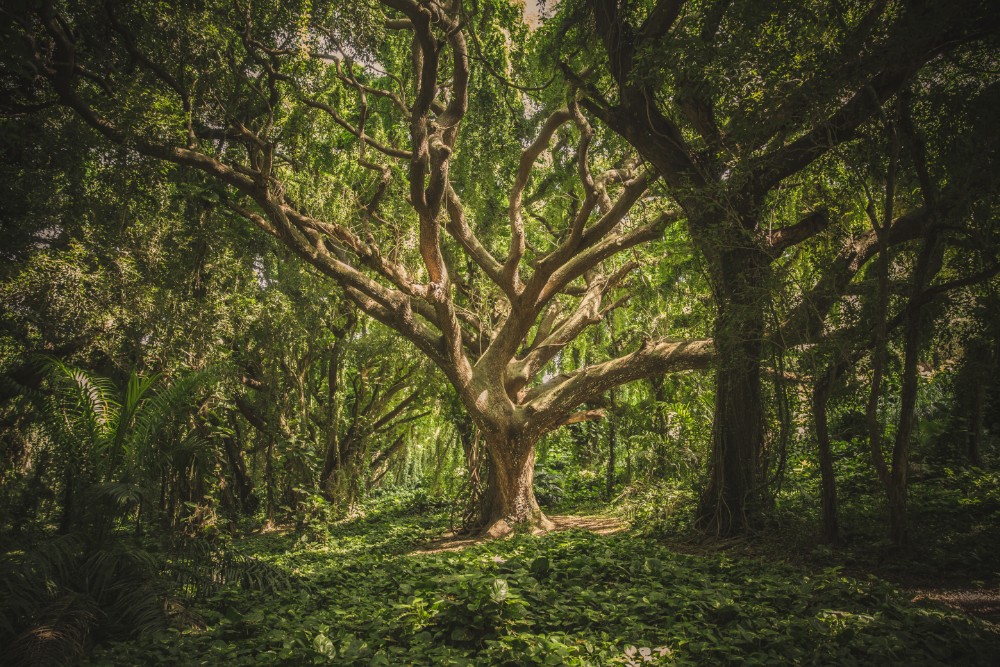 illuminated tree in a dark woods